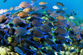   Huge school feeding frenzy. Bonaire D70 Subal Inon Strobes frenzy  